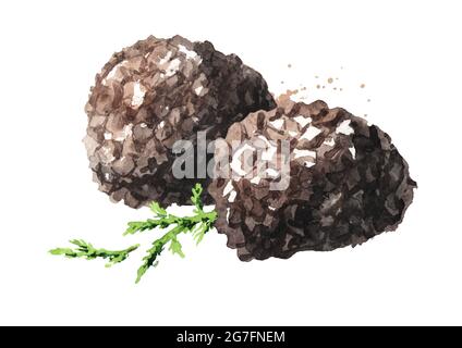 Funghi al tartufo nero con ramificazione di muschio verde della foresta, illustrazione disegnata a mano di acquerello, isolato su sfondo bianco Foto Stock