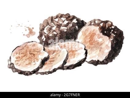 Funghi al tartufo nero. Immagine disegnata a mano con acquerello, isolata su sfondo bianco Foto Stock