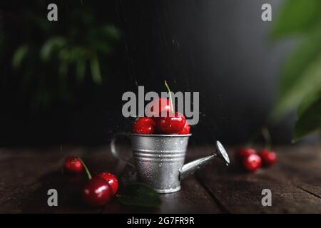 Bacche di ciliegia umide in lattina di annaffiatura piccola su tavola di legno di fondo con flusso d'acqua e gocce. Freschezza, concetto estivo. Eco, bio lontano Foto Stock