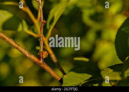 Resina giallo chiaro sul ramo di prugna tra foglie verdi. Malattia di pianta. Messa a fuoco selettiva Foto Stock