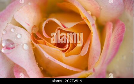 Vista dall'alto del fiore di rose. Primo piano un bel fiore con gocce di pioggia per lo sfondo. Foto Stock