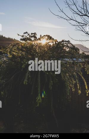 idilliaco cortile soleggiato con luccio di luccio attraverso i rami di callistemon e alberi di gomma di eucalipto sparati all'ora d'oro Foto Stock