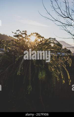 idilliaco cortile soleggiato con luccio di luccio attraverso i rami di callistemon e alberi di gomma di eucalipto sparati all'ora d'oro Foto Stock