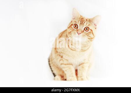 Gatto tabby rosso seduto su sfondo bianco. Attenzione corretta accanto alla telecamera. Foto Stock