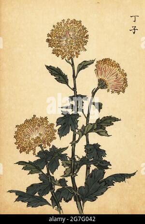 Crisantemo giallo ibrido, Crisantemo indicum. Stampa a blocchi di legno colorato a mano dopo Keika Hasegawa da Keika Hyakugiku, 100 Chrysanthemi di Keika, pubblicato da Naosaburo Yamada, Kyoto, Giappone, 1893. Keika Hasegawa ha disegnato fiori e motivi per il kimono a Kyoto negli ultimi anni del XIX secolo. Foto Stock