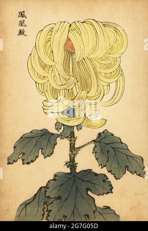 Crisantemo giallo ibrido, Crisantemo indicum. Stampa a blocchi di legno colorato a mano dopo Keika Hasegawa da Keika Hyakugiku, 100 Chrysanthemi di Keika, pubblicato da Naosaburo Yamada, Kyoto, Giappone, 1893. Keika Hasegawa ha disegnato fiori e motivi per il kimono a Kyoto negli ultimi anni del XIX secolo. Foto Stock