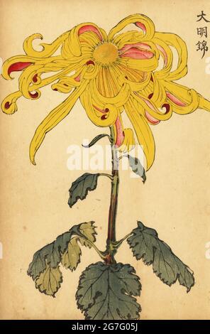 Crisantemo giallo irregolare ibrido, Crisantemo indicum. Stampa a blocchi di legno colorato a mano dopo Keika Hasegawa da Keika Hyakugiku, 100 Chrysanthemi di Keika, pubblicato da Naosaburo Yamada, Kyoto, Giappone, 1893. Keika Hasegawa ha disegnato fiori e motivi per il kimono a Kyoto negli ultimi anni del XIX secolo. Foto Stock