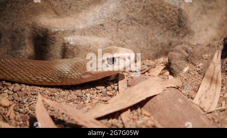 GOSFORD, NSW, AUST- JUL, 22, 2020: Primo piano di un pericoloso taipan costiero dal nord dell'australia Foto Stock