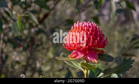 un bel fiore di waratah al parco nazionale acquatico di brisbane Foto Stock