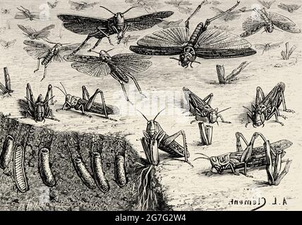 Locuste in Algeria, Africa. Antica illustrazione del XIX secolo incisa da la Nature 1888 Foto Stock
