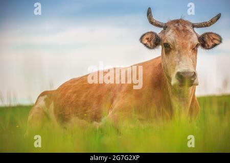 Mucca in un prato Foto Stock