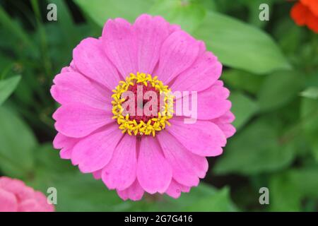 Una Zinnia rosa elegans Fiore in Giardino Foto Stock