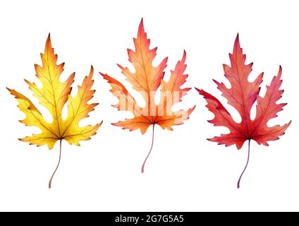 Foglia di acero isolato su sfondo bianco. Acquerello Foto Stock