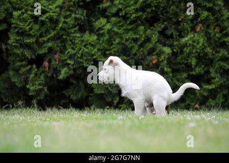Giovane cane bianco in posa per foto su erba verde Foto Stock