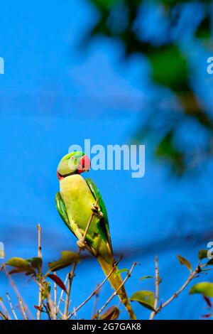 Alexandrine Parakeet, Psittacula eupria, Riverine Forest, Royal Bardia National Park, Bardiya National Park, Nepal, Asia Foto Stock