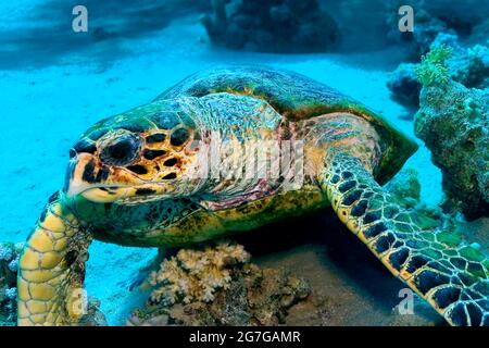 Tartaruga verde, Chelonia mydas, Coral Reef, Mar Rosso, Egitto, Africa Foto Stock