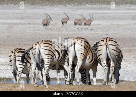 Zebre di Burchell (Equus quagga burchellii) che bevono al waterhole, gemsboks (gazella di Oryx) che si levano in piedi molto dietro, Parco Nazionale di Etosha, Namibia, Africa Foto Stock