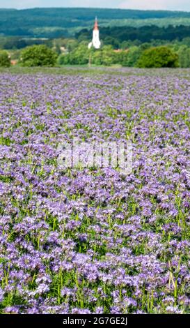 Fiori viola della lace phacelia, Phacelia tanacetifolia Foto Stock