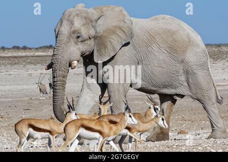 Elefante afico bush (Loxodonta africana), toro che cammina verso un buco d'acqua, springboks (Antidorcas marsupialis) che cammina di fronte, Etosha NP, Namibia Foto Stock