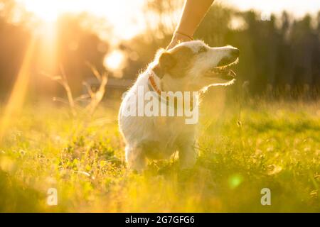 Purebred Jack russell terrier camminare all'aperto in erba su un tramonto, luce soffusa del sole in un parco Foto Stock