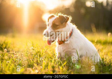 Purebred Jack russell terrier camminare all'aperto in erba su un tramonto, luce soffusa del sole in un parco Foto Stock