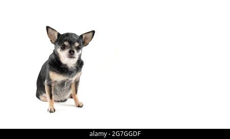 Chihuahua isolato su sfondo bianco Foto Stock