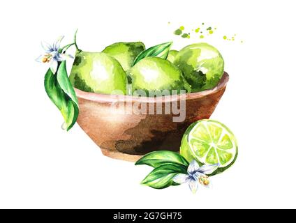 Ciotola con frutti di lime. Illustrazione disegnata a mano con acquerello Foto Stock