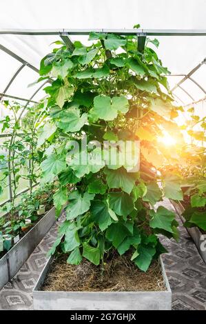 Cetrioli crescenti in una serra con annaffiatura. Piante di cetriolo alto in una serra di carbonato all'alba. Foto Stock