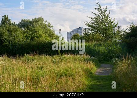 Gillespie Park vicino Arsenal, Londra del Nord Regno Unito, in estate, con blocchi torre visibili sullo sfondo Foto Stock