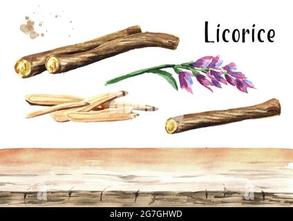 Radice di liquirizia ed elementi di fondo di fiori. Immagine disegnata a mano con acquerello, isolata su sfondo bianco Foto Stock