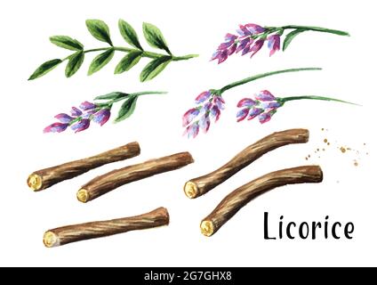 Set di radici e fiori di liquirizia. Immagine disegnata a mano con acquerello isolata su sfondo bianco Foto Stock