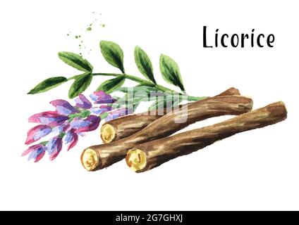 Radici di liquirizia con fiori e foglie. Immagine disegnata a mano con acquerello isolata su sfondo bianco Foto Stock