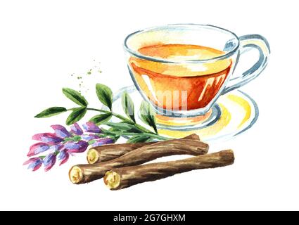 Tè alla liquirizia, fiore e radice, concetto di bevanda sana. Immagine disegnata a mano con acquerello isolata su sfondo bianco Foto Stock
