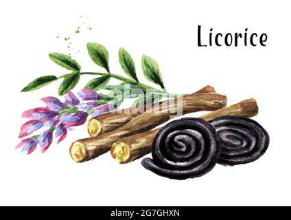 Radici di liquirizia con fiori e ruote di liquirizia caramelle. Immagine disegnata a mano con acquerello isolata su sfondo bianco Foto Stock
