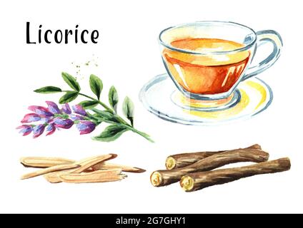 Tè alla liquirizia, set di fiori e radici, concetto di bevanda sana. Immagine disegnata a mano con acquerello isolata su sfondo bianco Foto Stock