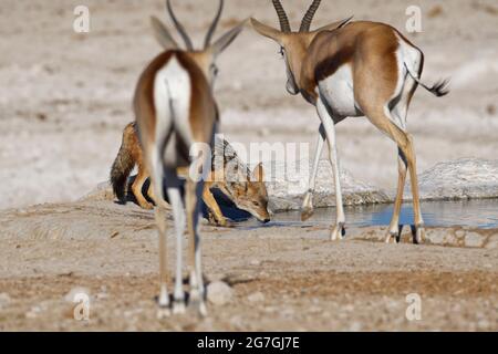 Jackal con dorso nero (Canis mesomelas) che beve, springboks maschili e femminili (Antidorcas marsupialis) che cammina verso il waterhole, Etosha NP, Namibia Foto Stock