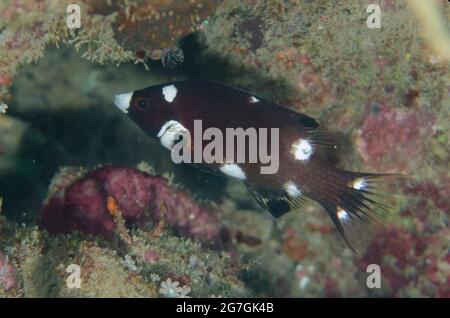 Hogfish Axilspot giovanile. Bodianus axillaris, sito di immersione Cristo Rei, Dili, Timor Est Foto Stock