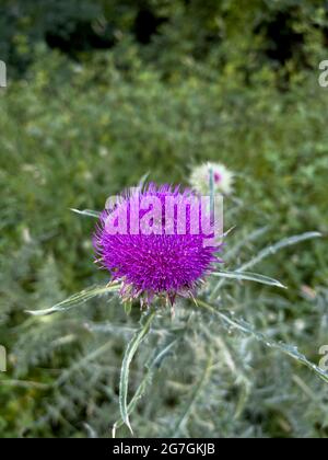 Vivace fiore di cardo del latte Foto Stock