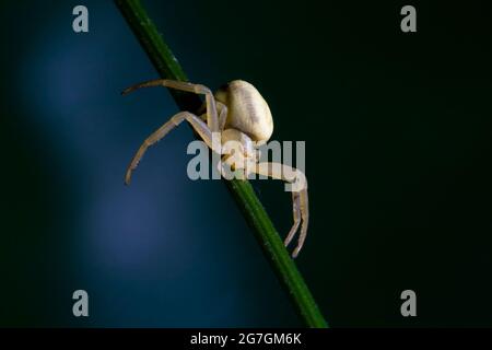 Macro shot di Araniella cucerbitina o ragno verde cetriolo strisciato su gambo d'erba in natura Foto Stock