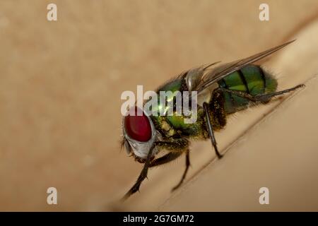 Macro shot di Lucilia Caesar mosca insetto da famiglia Calliforidae noto come soffio mosche con corpo verde e occhi rossi Foto Stock