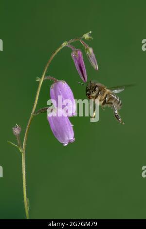 Macro shot di api europee miele Apis mellifera che brulica vicino bastone di legno su sfondo nero Foto Stock