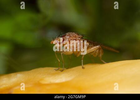 Macro shot di insetto Drosophila melanogaster o aceto mosca anche noto come frutta mosca seduta su pianta gialla Foto Stock