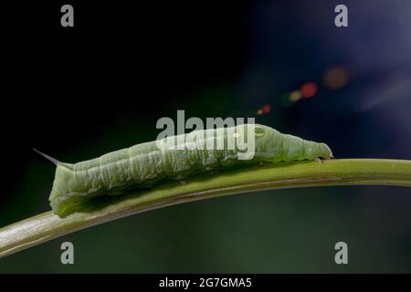 Macro shot di verde caterpillar di Hippotion sedano conosciuto come falce di vite o falce argentata a strisce di falco strisciando sul gambo Foto Stock