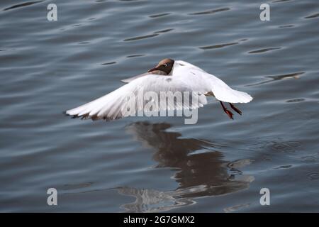 Gabbiano bianco in volo sopra l'acqua Foto Stock