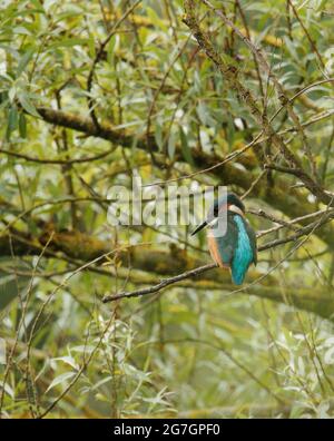 Kingfisher pesca da un albero di Willow Foto Stock