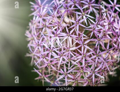 Stelle di Persia Allium Christophii cuscinetti perenni in gomma contengono fino a 100 stelle a forma di fuchsia fiori con un lucentezza metallica che cresce in fiore selvatico Foto Stock