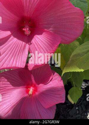 DUE FIORI DI HIBISCUS DA VICINO Foto Stock