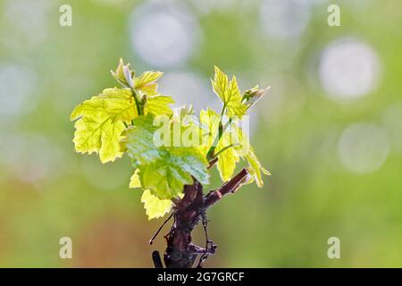 Vitigno, vitigno (Vitis vinifera), foglie giovani su un vitigno, Germania Foto Stock