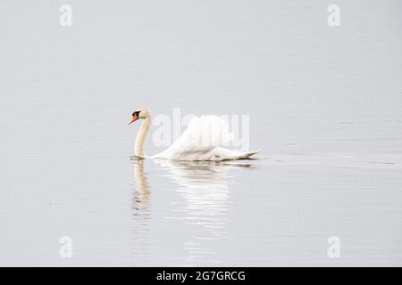 Cigno muto (Cygnus olor), imponente nuoto maschile su un lago vetroso, High-Key Image, Germania, Baviera Foto Stock