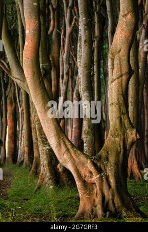 Faggio comune (Fagus sylvatica), foresta incantata su Ruegen, Meclemburgo-Pomerania occidentale, Ruegen Foto Stock